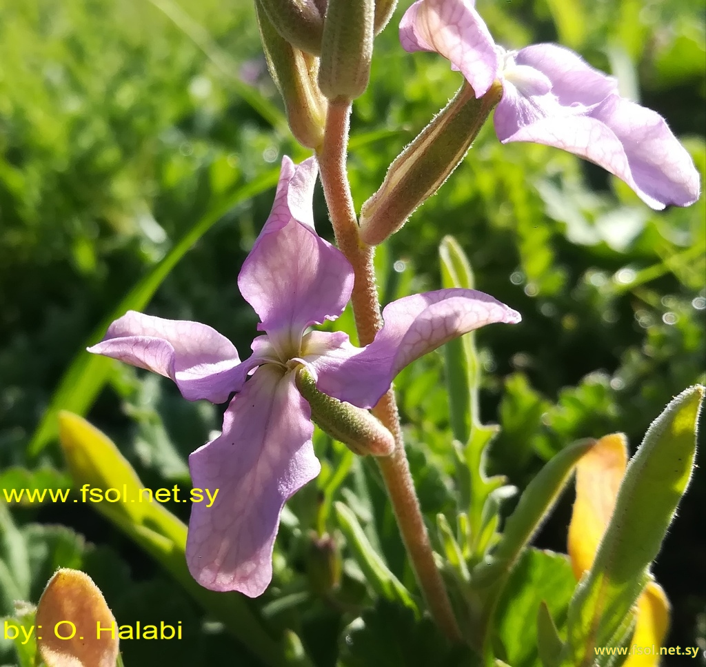 Matthiola longipetala (Vent.)DC.